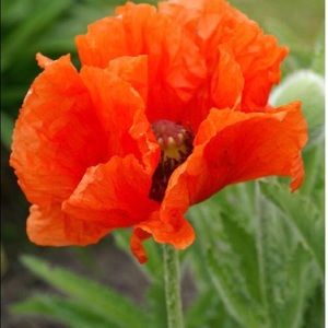 Meet your Posher, Liz